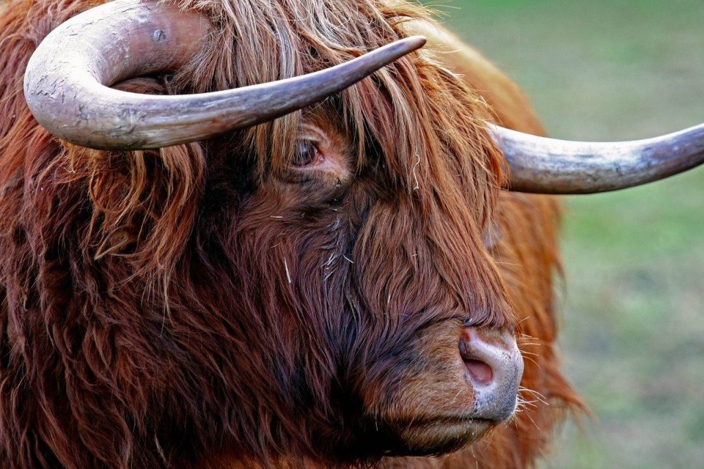 highland cow
